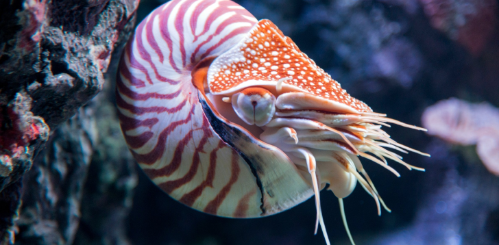 Nautilus