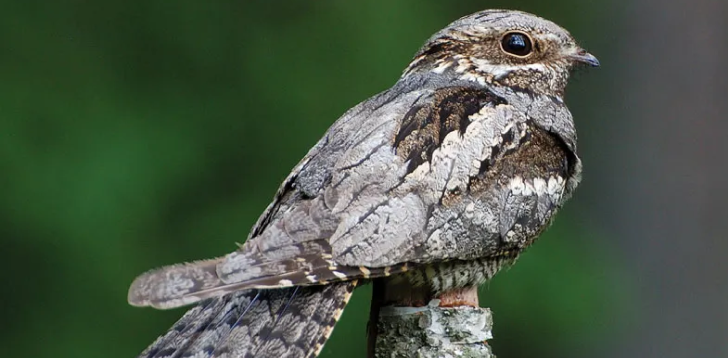 Nightjar