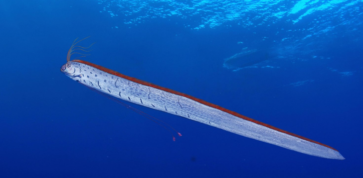 Oarfish