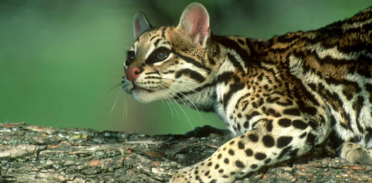 Ocelot