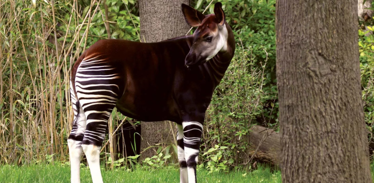 Okapi