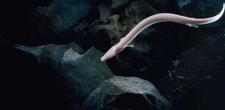 Olm