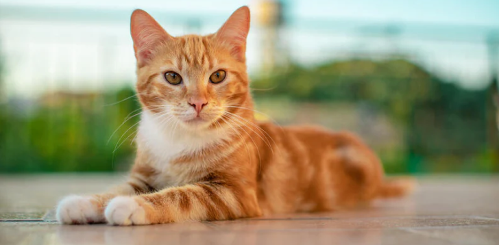 Orange-cat