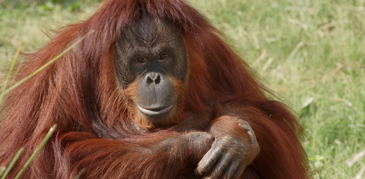 Orangutan