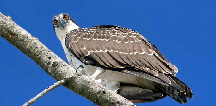 Osprey