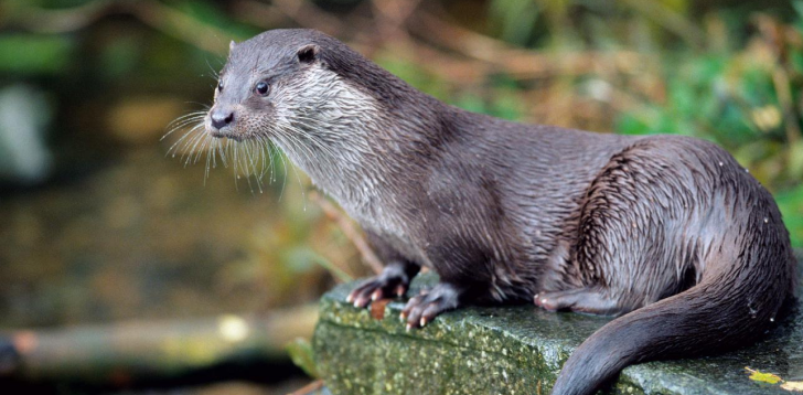 Otter