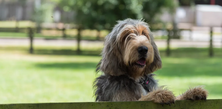 Otterhound