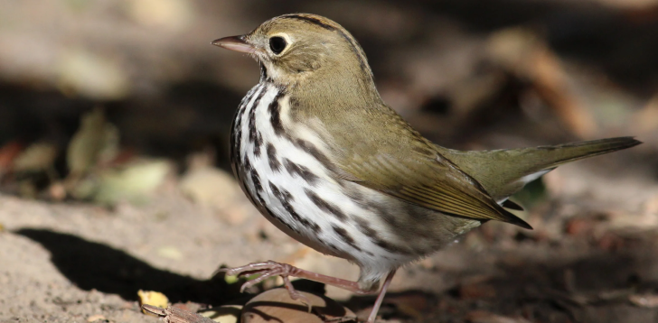 Ovenbird