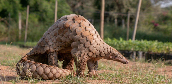 Pangolin