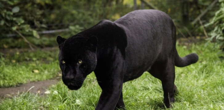 Panther