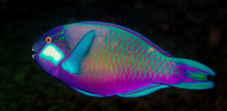 Parrotfish