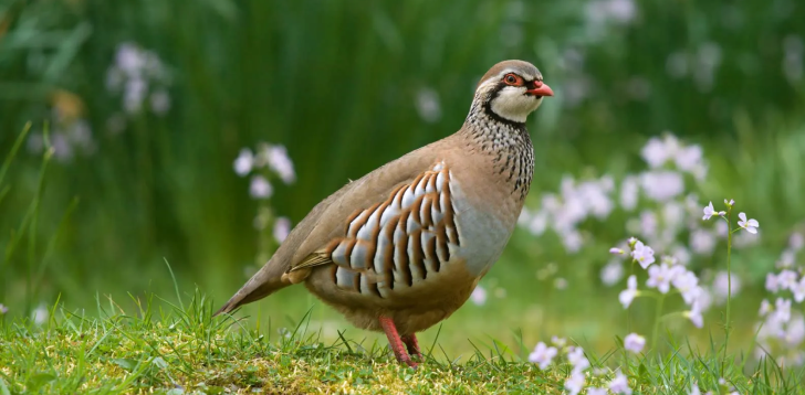 Partridge