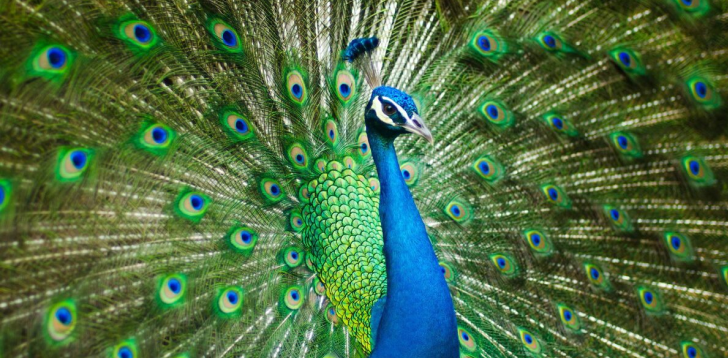 Peacock