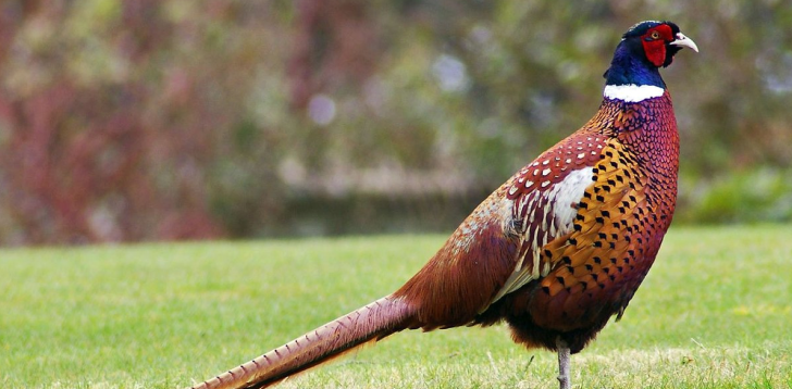 Pheasant