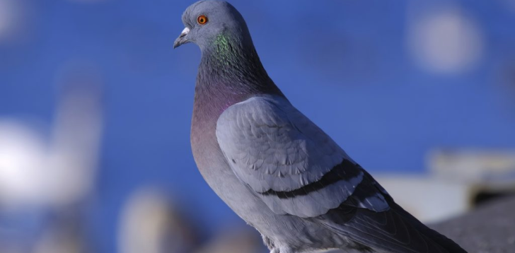 Pigeon