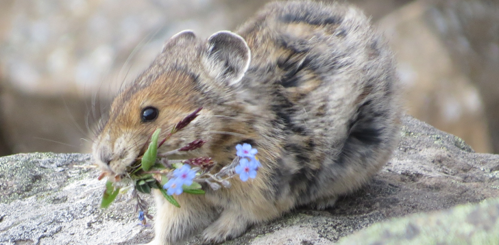 Pika