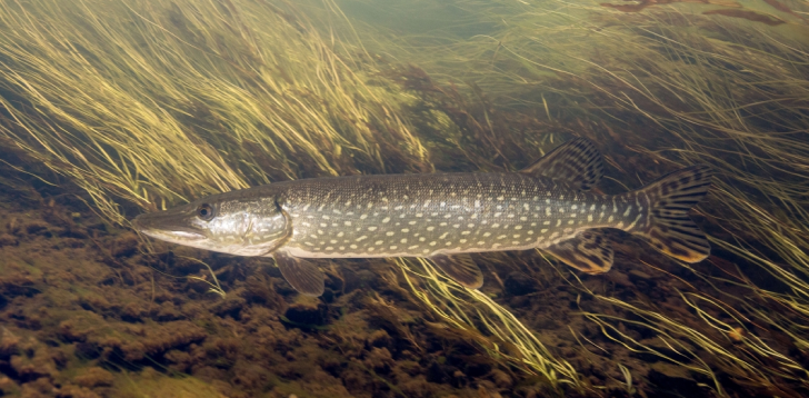 Pike