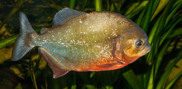 Piranha