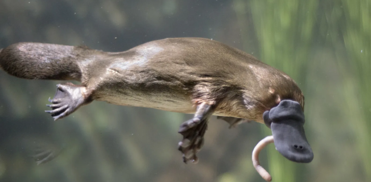 Platypus