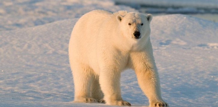 Polar-Bear