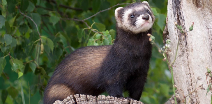 Polecat