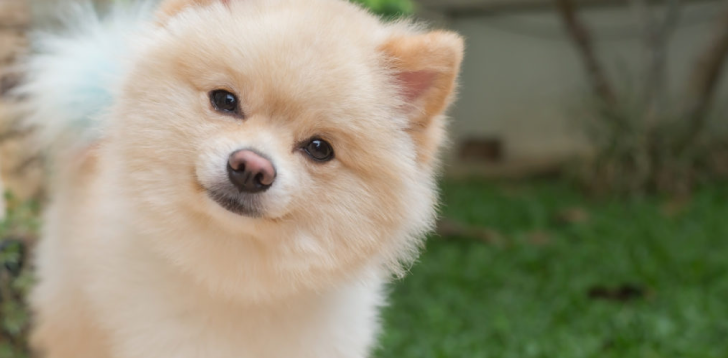 Pomeranian