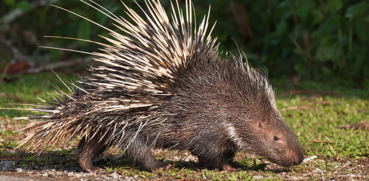 Porcupine