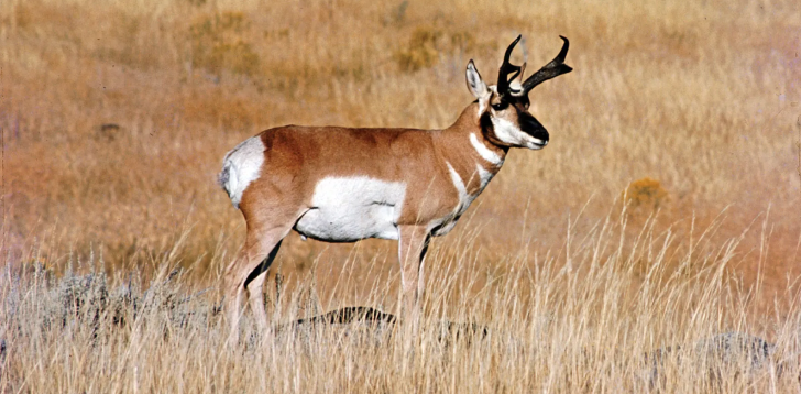 Pronghorn