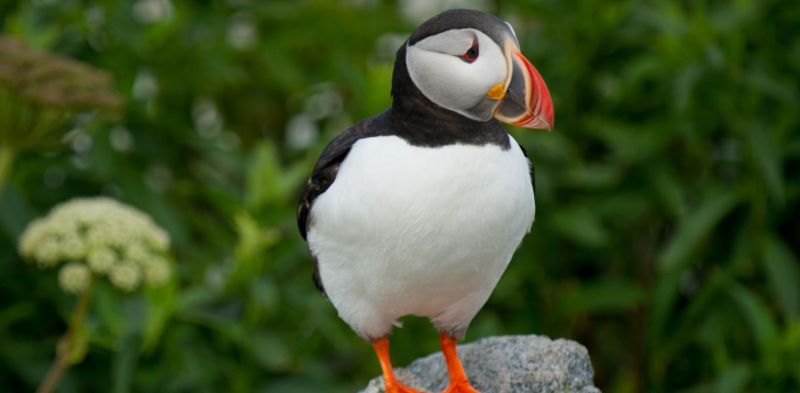 Puffin