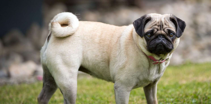 Pug