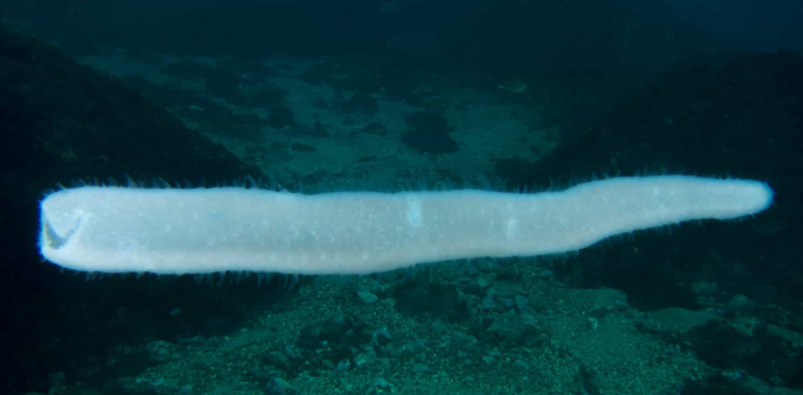 Pyrosome