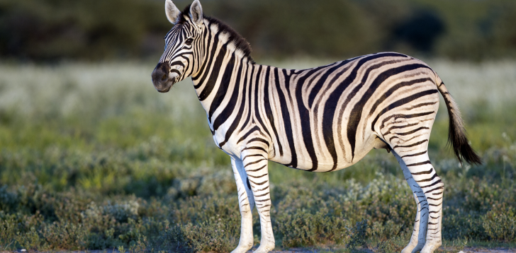 Quagga