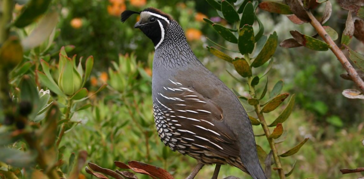 Quail