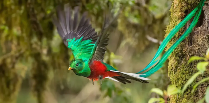 Quetzal