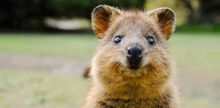 Quokka