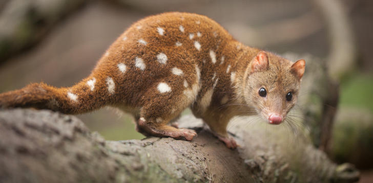 Quoll