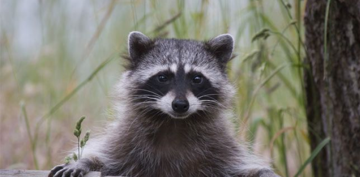 Raccoon