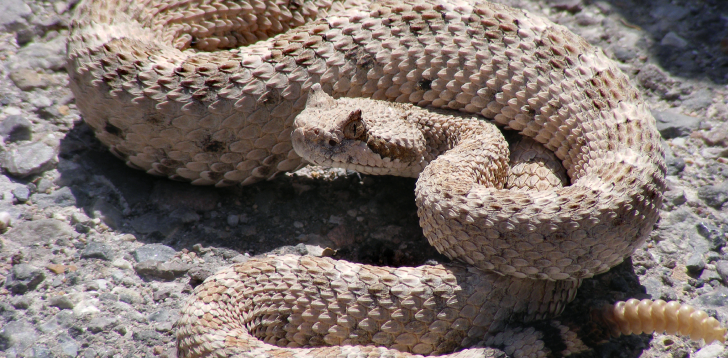 Rattlesnake