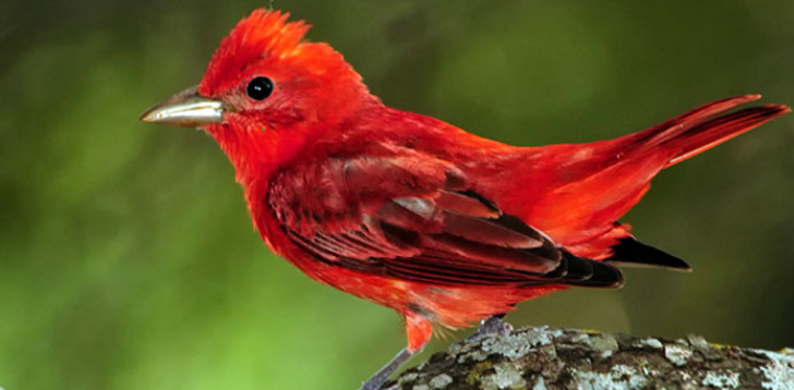 Red-Bird