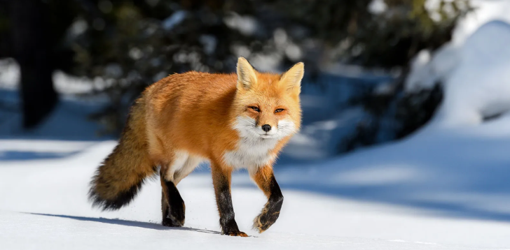 Red-Fox