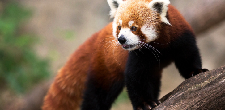 Red-Panda