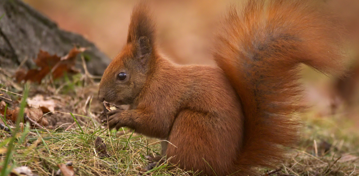 Red-Squirrel