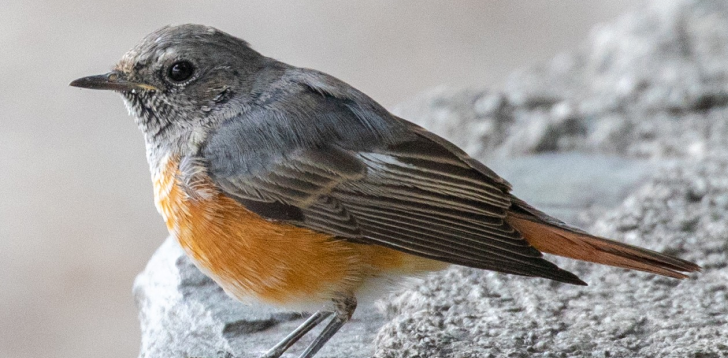 Redstart