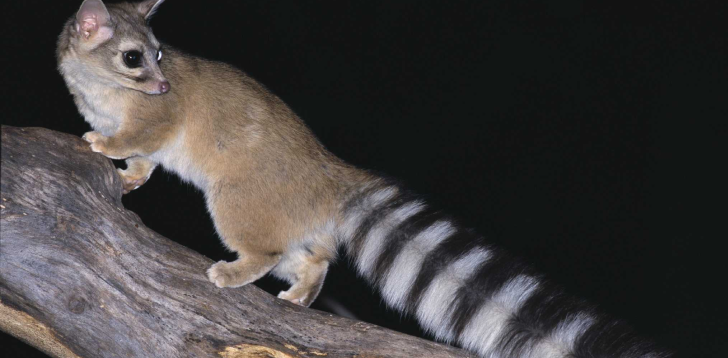 Ringtail