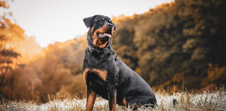 Rottweiler