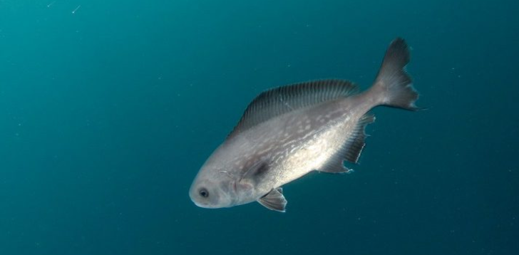 Rudderfish