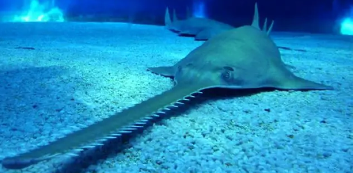 Sawfish