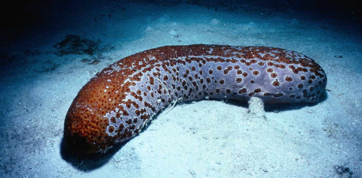 Sea-Cucumber