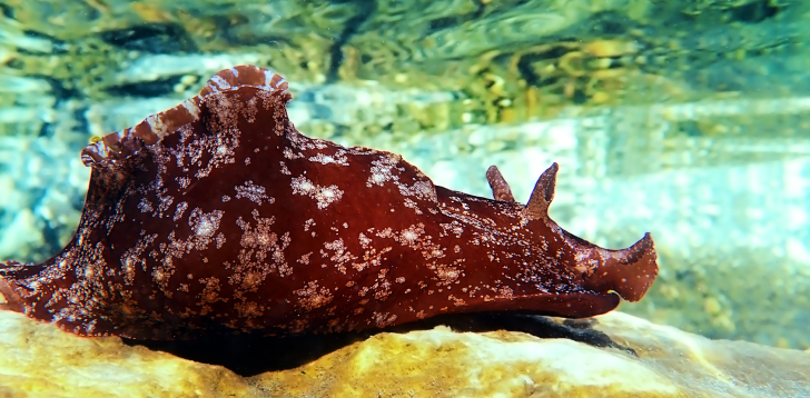 Sea-Hare