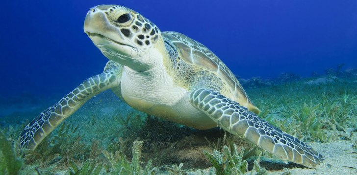 Sea-Turtle